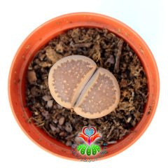 Lithops Halii C111-Yaşayan Taş Kaktüs-Altıntaş-5,5 cm Saksıda