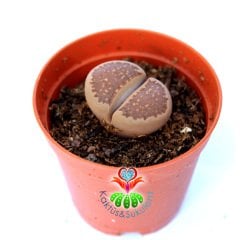 Lithops Halii C111-Yaşayan Taş Kaktüs-Altıntaş-5,5 cm Saksıda