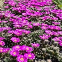 Trichodiadema Densum 10,5 cm saksıda Pembe çiçekler açar
