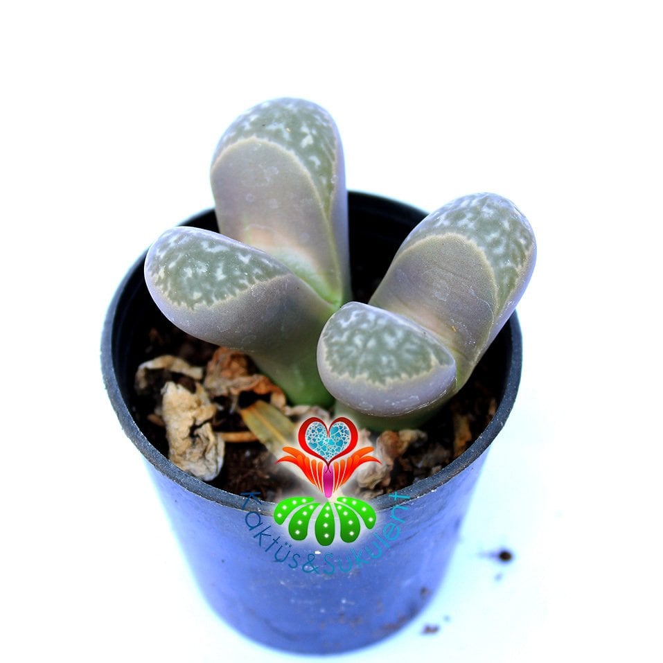 Lithops Helmutii-Yaşayan Taş Kaktüs-Altıntaş-5,5 cm Saksıda