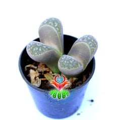 Lithops Helmutii-Yaşayan Taş Kaktüs-Altıntaş-5,5 cm Saksıda