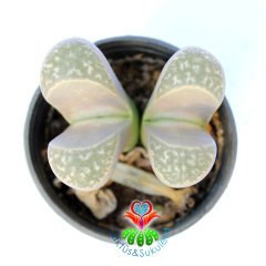 Lithops Helmutii-Yaşayan Taş Kaktüs-Altıntaş-5,5 cm Saksıda