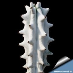 Stenocereus Beneckei Güneşte Kar Beyaz Renk olur Çok Özel tür 10,5 cm saksı