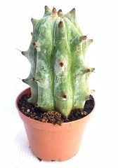 Stenocereus Beneckei Güneşte Kar Beyaz Renk olur Çok Özel tür 10,5 cm saksı