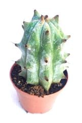 Stenocereus Beneckei Güneşte Kar Beyaz Renk olur Çok Özel tür 10,5 cm saksı