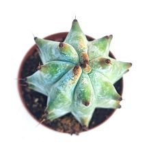 Stenocereus Beneckei Güneşte Kar Beyaz Renk olur Çok Özel tür 10,5 cm saksı