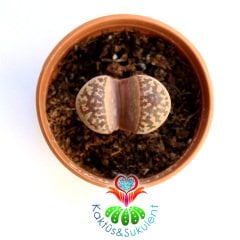 Lithops sp.-Koyu Renk -5,5 cm Saksıda -Yaşayan Taş Kaktüs-Altıntaş-Sarı Renk Çiçek Açar