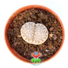 Lithops Julii C216-Yaşayan Taş Kaktüs-Altıntaş-5,5 cm Saksıda