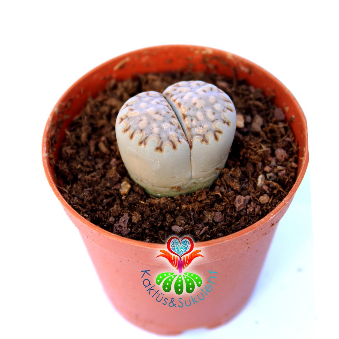 Lithops Julii C216-Yaşayan Taş Kaktüs-Altıntaş-5,5 cm Saksıda