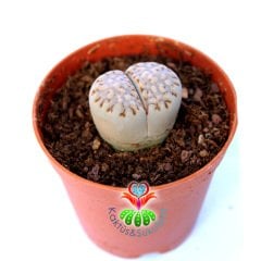 Lithops Julii C216-Yaşayan Taş Kaktüs-Altıntaş-5,5 cm Saksıda
