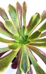 Aeonium Superbang - Çok Nadir Tür Sukulent- 8,5 cm Saksıda, Renkli Aeonium