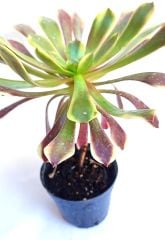 Aeonium Superbang - Çok Nadir Tür Sukulent- 8,5 cm Saksıda, Renkli Aeonium