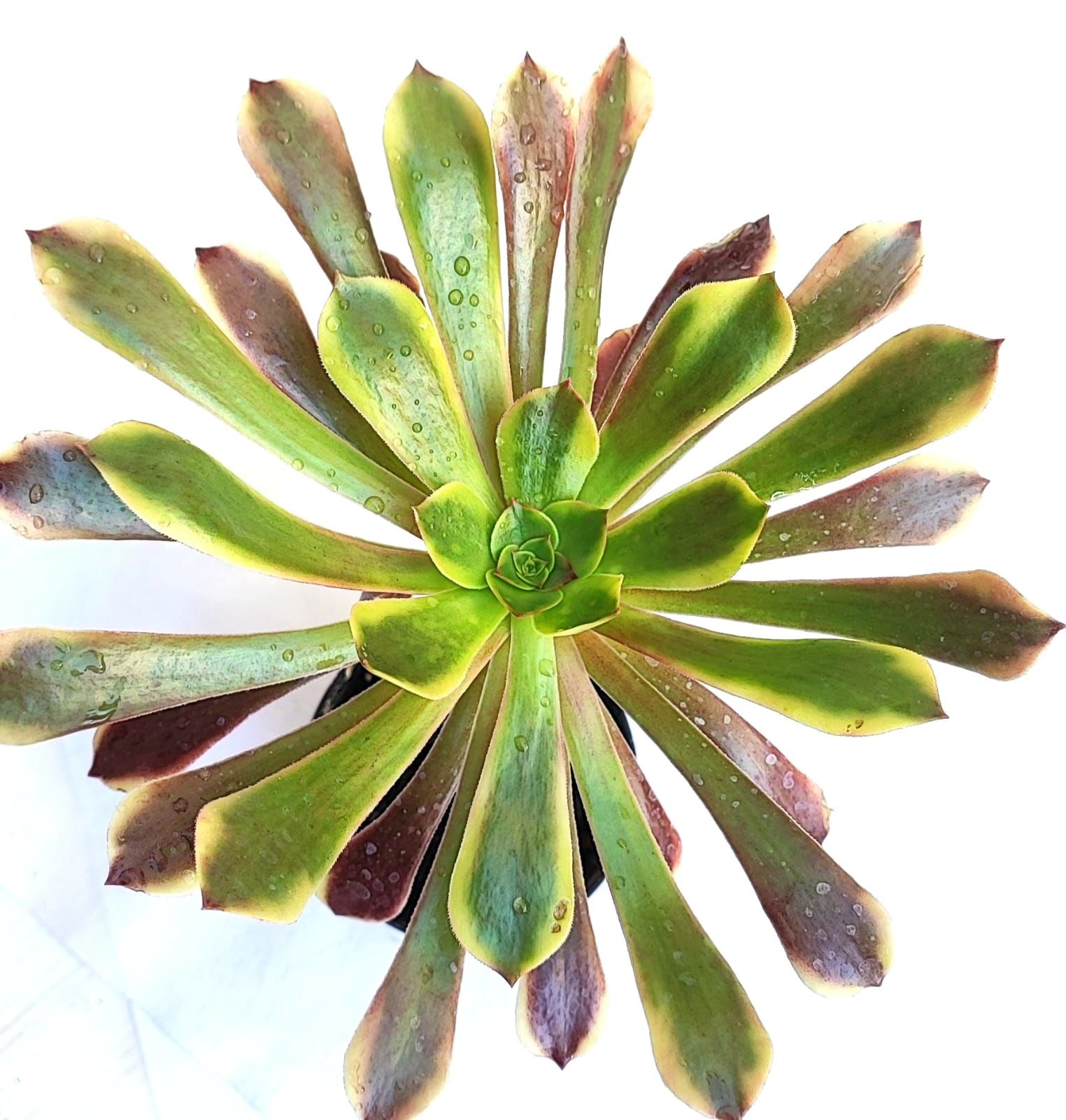 Aeonium Superbang - Çok Nadir Tür Sukulent- 8,5 cm Saksıda, Renkli Aeonium