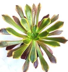 Aeonium Superbang - Çok Nadir Tür Sukulent- 8,5 cm Saksıda, Renkli Aeonium