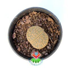 Lithops Leslei C344-Yaşayan Taş Kaktüs-Altıntaş-5,5 cm Saksıda