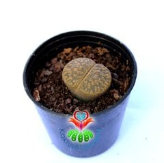 Lithops Leslei C344-Yaşayan Taş Kaktüs-Altıntaş-5,5 cm Saksıda