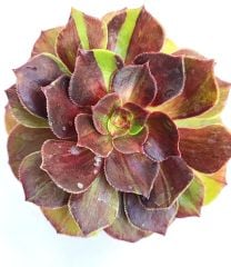 Aeonium Halloween Big Bang- 8,5 cm Saksılı Muhteşem Canlı Renkler Variegated Aeonium