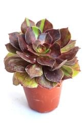 Aeonium Halloween Big Bang- 8,5 cm Saksılı Muhteşem Canlı Renkler Variegated Aeonium
