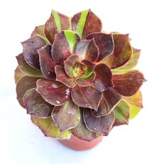Aeonium Halloween Big Bang- 8,5 cm Saksılı Muhteşem Canlı Renkler Variegated Aeonium