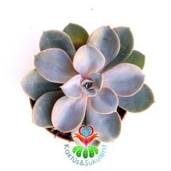 Echeveria Perle Von Nurnberg-Açık Pembe Yapraklı Sukulent-Büyük Boy-8,5 cm saksıda-Kaktüs