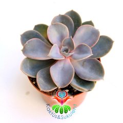 Echeveria Perle Von Nurnberg-Açık Pembe Yapraklı Sukulent-Büyük Boy-8,5 cm saksıda-Kaktüs
