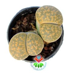 Lithops Leslei C033-Yaşayan Taş Kaktüs-Altıntaş-5,5 cm Saksıda