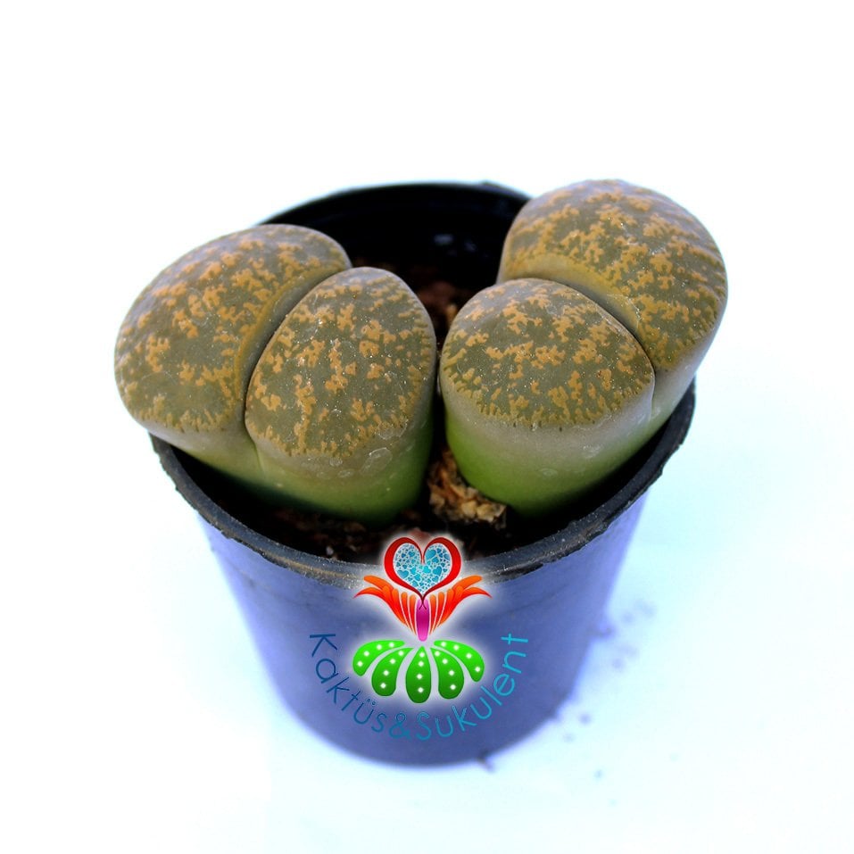 Lithops Leslei C033-Yaşayan Taş Kaktüs-Altıntaş-5,5 cm Saksıda