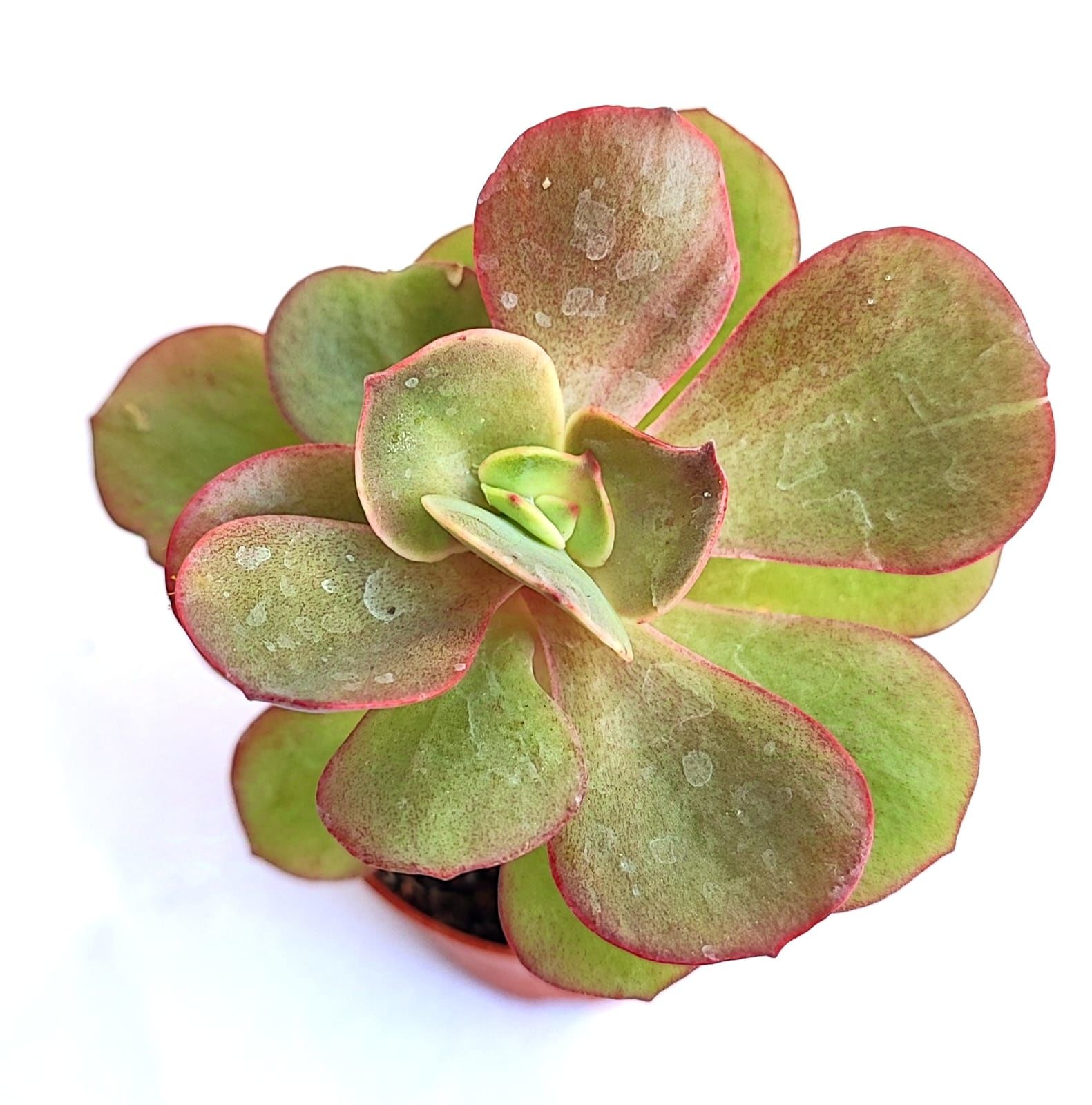 Echeveria Suyon - 5,5 cm Saksılı Özel Tür Sukulent Baharda Kırmızımsı Renk alır