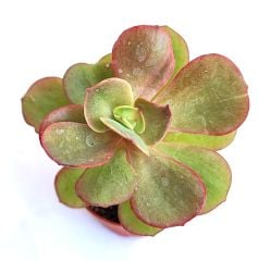 Echeveria Suyon - 5,5 cm Saksılı Özel Tür Sukulent Baharda Kırmızımsı Renk alır