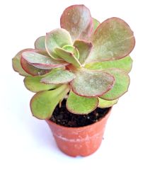 Echeveria Suyon - 5,5 cm Saksılı Özel Tür Sukulent Baharda Kırmızımsı Renk alır