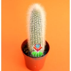Kaktüs,Maymun Kuyruğu -Cleistocactus strausii -Dikenleri Batmaz -5,5 cm Saksıda -Teraryum, Sukulent