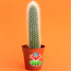 Kaktüs,Maymun Kuyruğu -Cleistocactus strausii -Dikenleri Batmaz -5,5 cm Saksıda -Teraryum, Sukulent
