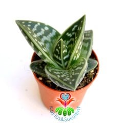Sukulent,Aloe Variegata-Tiger Aloe-Kaplan Desenli -Şirin Tombul Yapraklı-5,5 cm saksıda-Kaktüs