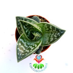 Sukulent,Aloe Variegata-Tiger Aloe-Kaplan Desenli -Şirin Tombul Yapraklı-5,5 cm saksıda-Kaktüs
