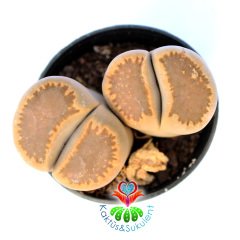 Lithops Villeti C123-Yaşayan Taş Kaktüs-Altıntaş-5,5 cm Saksıda