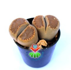 Lithops Villeti C123-Yaşayan Taş Kaktüs-Altıntaş-5,5 cm Saksıda