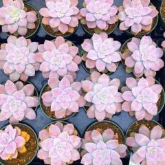 Graptoveria SUPERBUM - Doğal Pembe Yapraklı 5,5 cm Saksıda