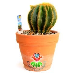 Kaktüs, Eriocactus Claviceps-Sarı Renk Çiçek Açar -Dev Boy 17 cm Seramik Saksıda-Teraryum,Sukulent