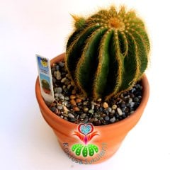 Kaktüs, Eriocactus Claviceps-Sarı Renk Çiçek Açar -Dev Boy 17 cm Seramik Saksıda-Teraryum,Sukulent