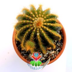 Kaktüs, Eriocactus Claviceps-Sarı Renk Çiçek Açar -Dev Boy 17 cm Seramik Saksıda-Teraryum,Sukulent