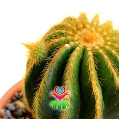 Kaktüs, Eriocactus Claviceps-Sarı Renk Çiçek Açar -Dev Boy 17 cm Seramik Saksıda-Teraryum,Sukulent
