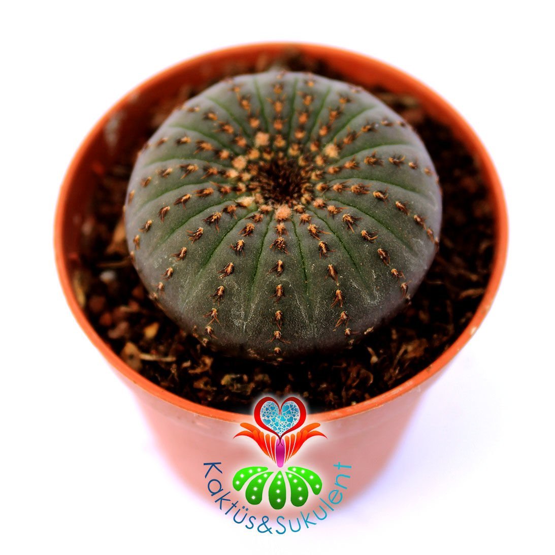 Frailea Castanea -Çok Nadir Tür- Sıradışı Simetrik Formlu min. 4,5 cm Bitki Çapı-5,5 cm Saksıda