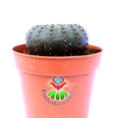Frailea Castanea -Çok Nadir Tür- Sıradışı Simetrik Formlu min. 4,5 cm Bitki Çapı-5,5 cm Saksıda