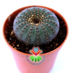 Frailea Castanea -Çok Nadir Tür- Sıradışı Simetrik Formlu min. 4,5 cm Bitki Çapı-5,5 cm Saksıda