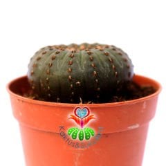 Frailea Castanea -Çok Nadir Tür- Sıradışı Simetrik Formlu min. 4,5 cm Bitki Çapı-5,5 cm Saksıda
