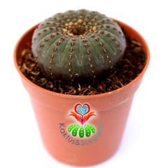 Frailea Castanea -Çok Nadir Tür- Sıradışı Simetrik Formlu min. 4,5 cm Bitki Çapı-5,5 cm Saksıda