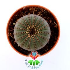 Frailea Castanea -Çok Nadir Tür- Sıradışı Simetrik Formlu min. 4,5 cm Bitki Çapı-5,5 cm Saksıda