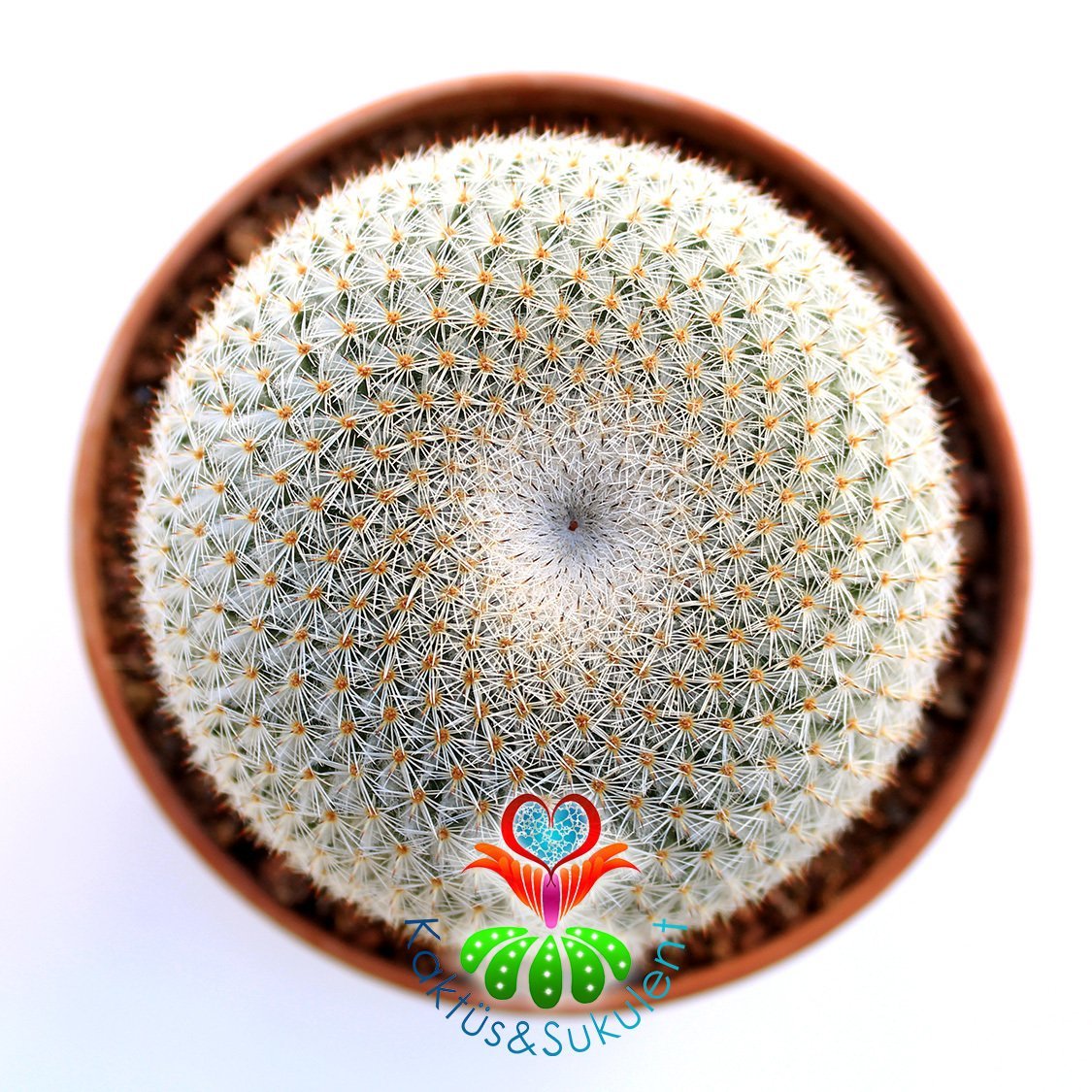 Kaktüs, Mammillaria Perbella-Minik Sert Yapraklı Yuvarlak Formlu -12 cm Saksıda-Teraryum,Sukulent