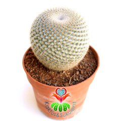 Kaktüs, Mammillaria Perbella-Minik Sert Yapraklı Yuvarlak Formlu -12 cm Saksıda-Teraryum,Sukulent