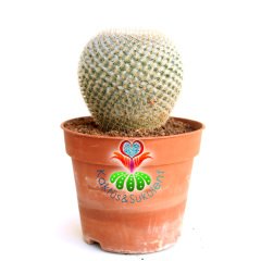 Kaktüs, Mammillaria Perbella-Minik Sert Yapraklı Yuvarlak Formlu -12 cm Saksıda-Teraryum,Sukulent